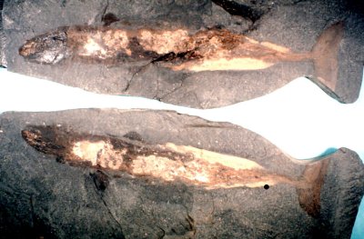 Cladondont Sharks