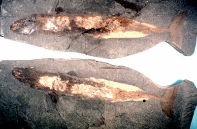 Cladondont Sharks