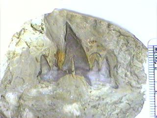 Cladondont Sharks