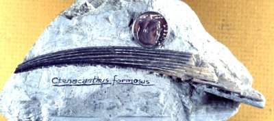 Miscellaneous Shark and Fish Remains