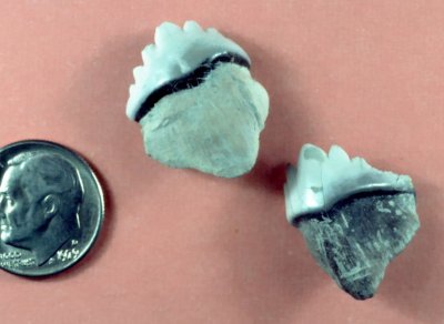 Pristodonts