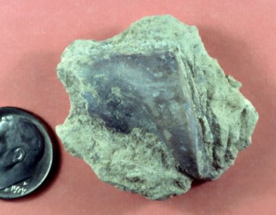 Chimaeroids, Skates, Rays