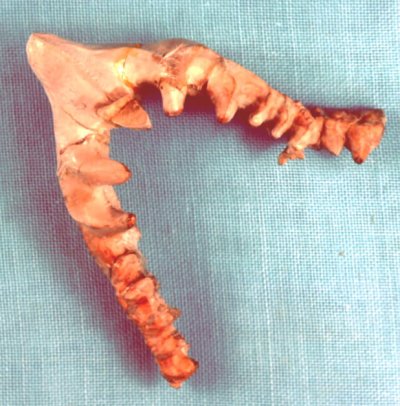 Orodont Shark Teeth