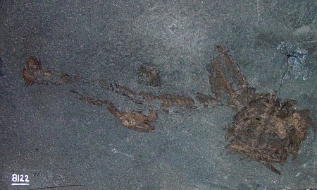 Iniopterygians
