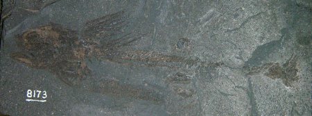 Iniopterygians
