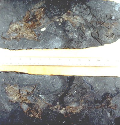 Iniopterygians