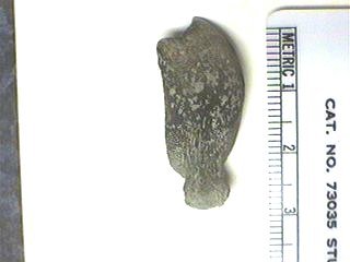 Petalodont Teeth