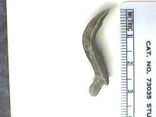 Petalodont Teeth