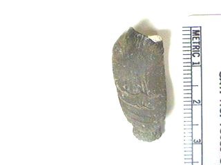 Petalodont Teeth