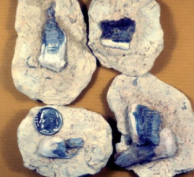 Petalodont Teeth