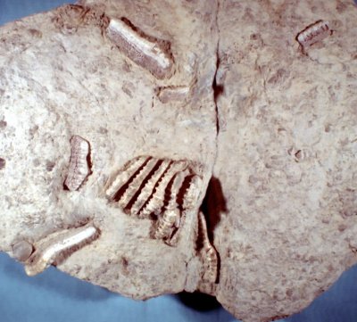 Orodont Shark Teeth