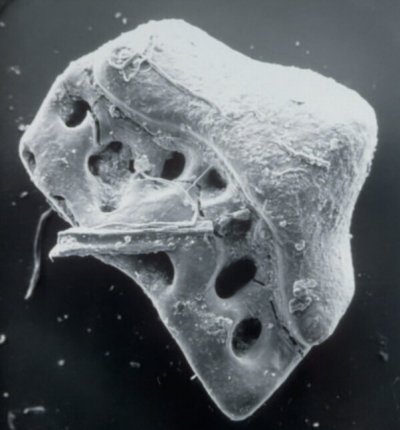 Orodont Shark Teeth