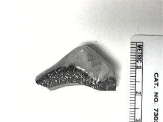 Orodont Shark Teeth