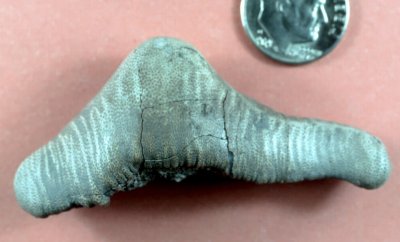 Orodont Shark Teeth