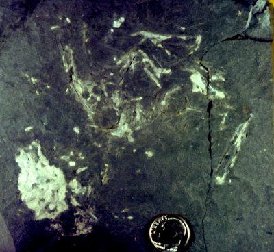 Paleoniscoid Fishes