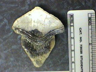 Petalodont Teeth