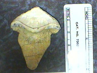 Petalodont Teeth