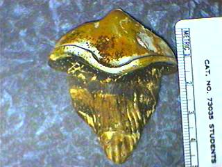 Petalodont Teeth