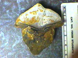 Petalodont Teeth