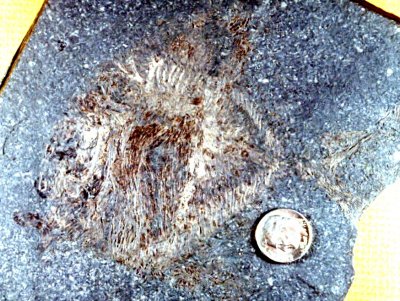 Platysomoid Fishes