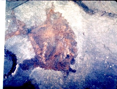 Platysomoid Fishes
