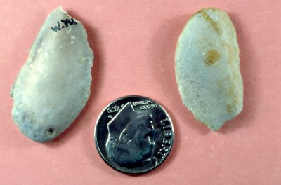 Chimaeroids, Skates, Rays