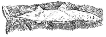 Cladondont Sharks