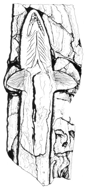 Eugeneodontid Sharks