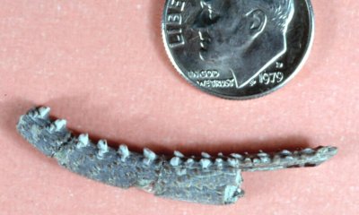 Miscellaneous Shark and Fish Remains