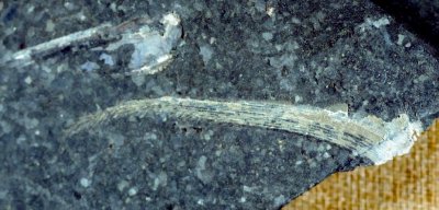 Miscellaneous Shark and Fish Remains
