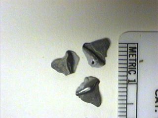 Petalodont Teeth