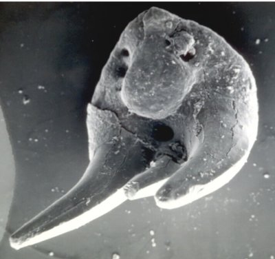 Xenachanthid Sharks