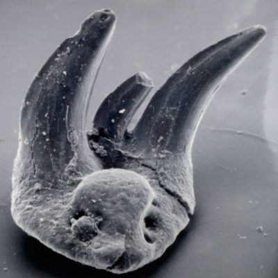 Xenachanthid Sharks