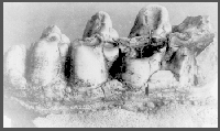 Molar of Mastodon.