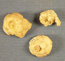 Echinoderms from the Grant Shale