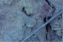 Sac spine of a large Pirasocrinid 