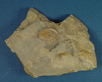 Molusks from the Grant Shale