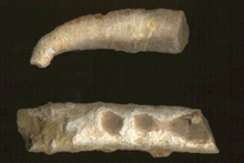 Normal corallite (left) and scarred corallite (right) of "P. verticillatus" (Barbour) that shows where asexually reproduced clones have formed.