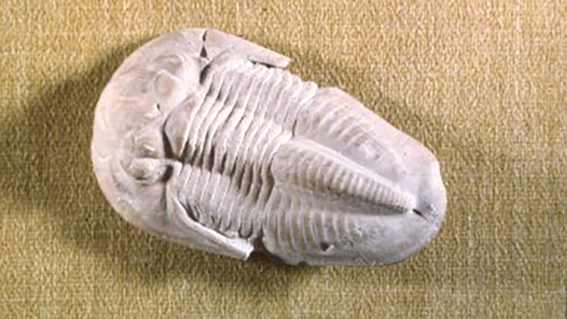 Trio Fossil