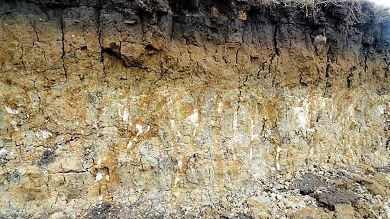 Soil Horizon